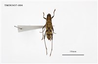 藏品(面形細虎天牛)的圖片